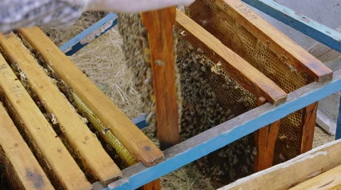 Bees on bee frames close up summer time Stock-Footage 68661148