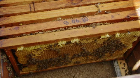 Bees on bee frames in the honeycomb close up Vidéo 68307171