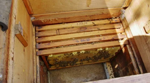 Bees on bee frames in the honeycomb Stock-Footage 68308703