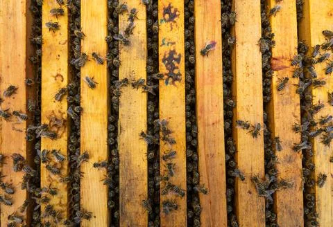 Bees in bee hive with bee frames. Stock Photos