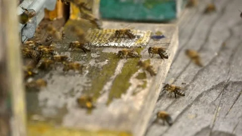 Bees At Bee Hive Flying In and out slowmotion Stock Footage 75875629