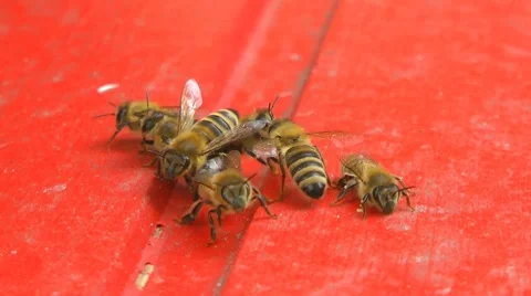 Bees at bee-yard 스톡 동영상 7757108