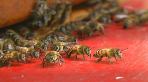 Bees at bee-yard Stockbeeldmateriaal 7759769