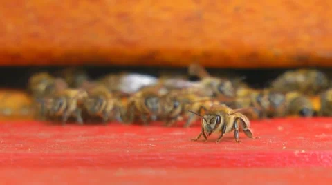 Bees at bee-yard Stockbeeldmateriaal 7759945