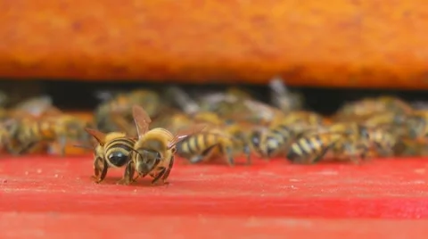 Bees at bee-yard Stockbeeldmateriaal 7759952