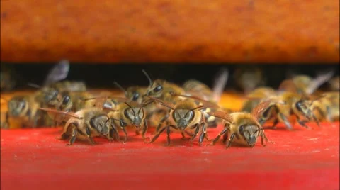 Bees at bee-yard Stock Footage
