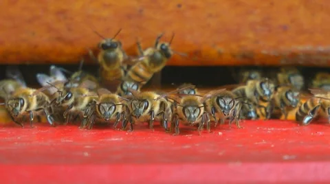 Bees at bee-yard Stock Footage 7760036
