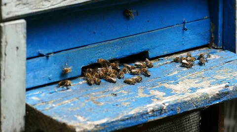 Bees on the beehive 1/2 Stock-Footage 51109777