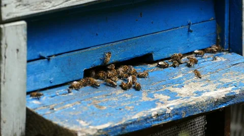 Bees on the beehive 2/2 Stock Footage 51112294