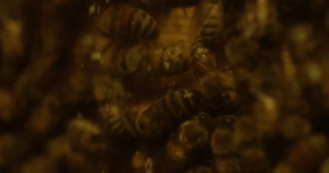 Bees in a beehive buzzing around - close up Stock Footage 79460963
