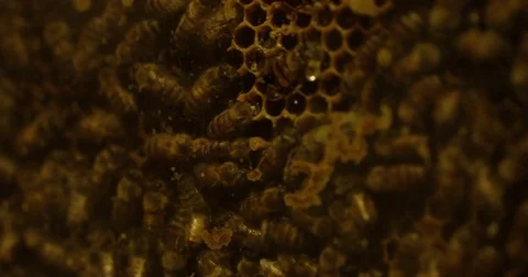 Bees in   beehive buzzing around - rack focus Stock Footage 79454978