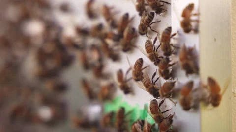 Bees on a beehive up-close Stock-Footage 287893723