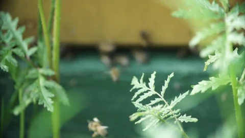 Bees at beehive  closeup Stock Footage 91375846