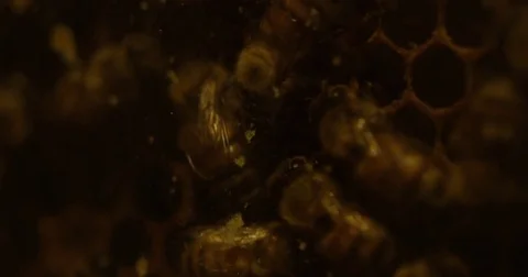 Bees in a beehive - extreme close up on dead bee 動画素材 79457435