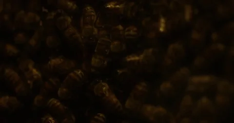 Bees in a beehive - extreme close up 動画素材 79461902
