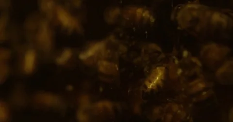 Bees in a beehive - extreme close up on single bee 動画素材 79460191