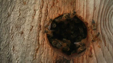 Bees on beehive Stock Footage 371259