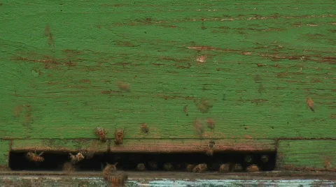 Bees on beehive Stock Footage 475547