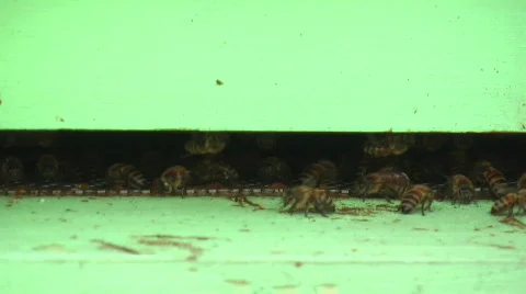 Bees on beehive Stock Footage 475634