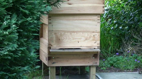 Bees in the beehive 스톡 동영상 496419