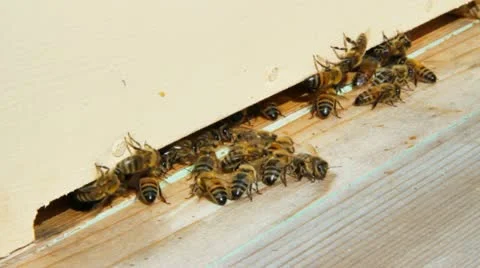 Bees at the beehive. Stockbeeldmateriaal 12540758
