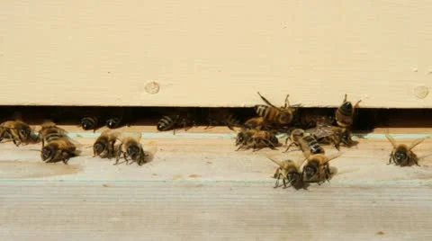 Bees at the beehive. Stockbeeldmateriaal 12540786