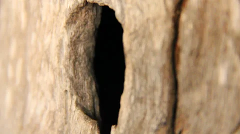 Bees in a beehive Stock Footage 39591495