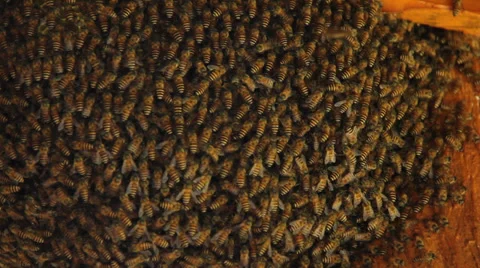 Bees in a beehive Stock Footage 39593158