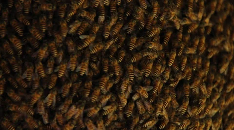 Bees in a beehive Stock Footage 39594658