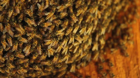 Bees in a beehive Stock Footage 39597132