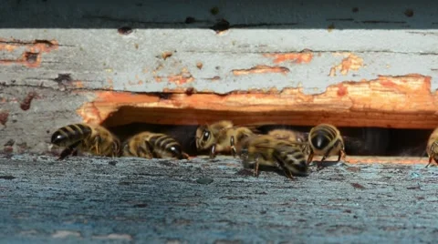 Bees at the Beehive Stock Footage 55429077