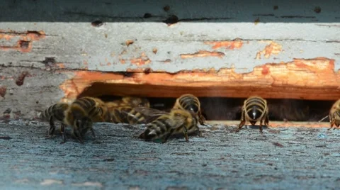 Bees at the Beehive Stock Footage 55429640