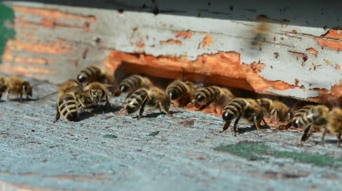 Bees at the Beehive Stock Footage 55429735