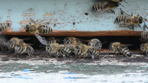 Bees at the Beehive Stock Footage 55429891
