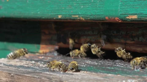 Bees at the Beehive Stock Footage 55429937