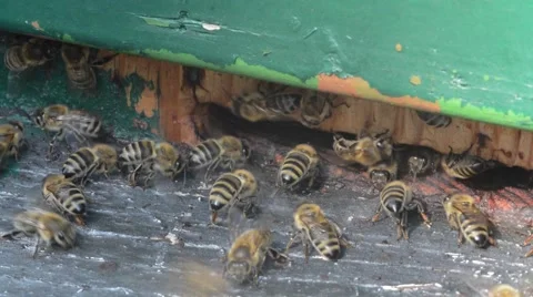 Bees at the Beehive Stock Footage 55429977