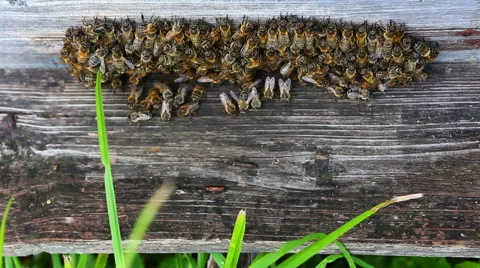 Bees on beehive Stock Footage 61672578