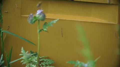 Bees at beehive Stock Footage 91375849