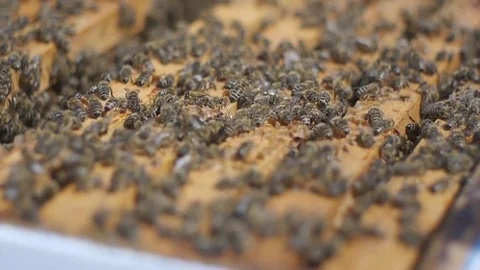Bees in the beehive Stock Footage 107462725