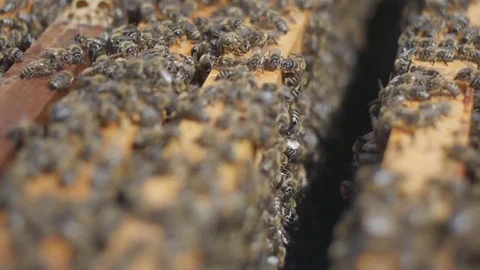 Bees in the beehive Stock Footage 107463195