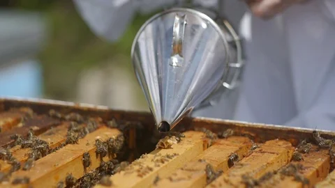Bees in the beehive Stock Footage 107464004