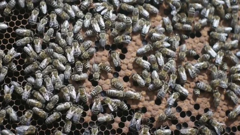Bees in the beehive Stock Footage 107464719