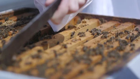 Bees in the beehive Stock Footage 107464856