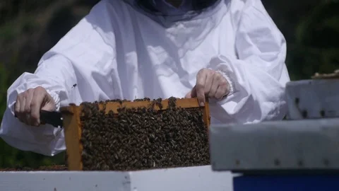 Bees in the beehive Stock Footage 107465037