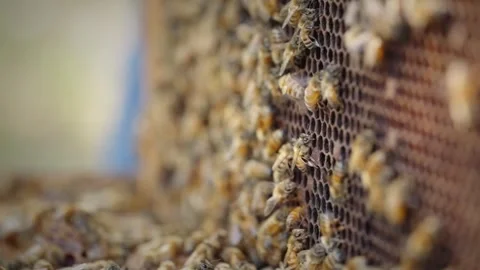 Bees In Beehive Stock Footage 255063816
