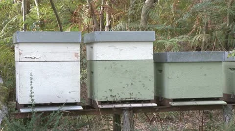 Bees in beehive on forest Stock Footage 8986391