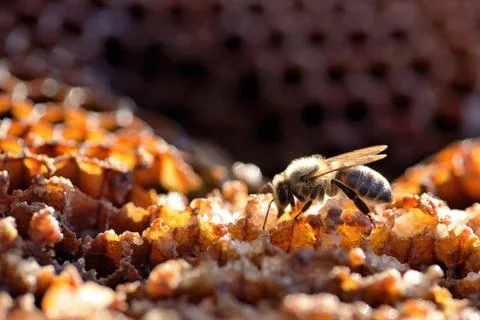 Bees in a beehive on honeycomb Stock Photos