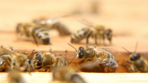 Bees in a beehive seeking something and crawling on a wooden surface in summer 스톡 동영상 76960914