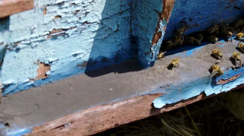 Bees in to beehive summer time Vidéo 68660452