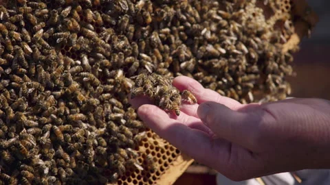 Bees on beekeepers hand Stock Footage 270996254